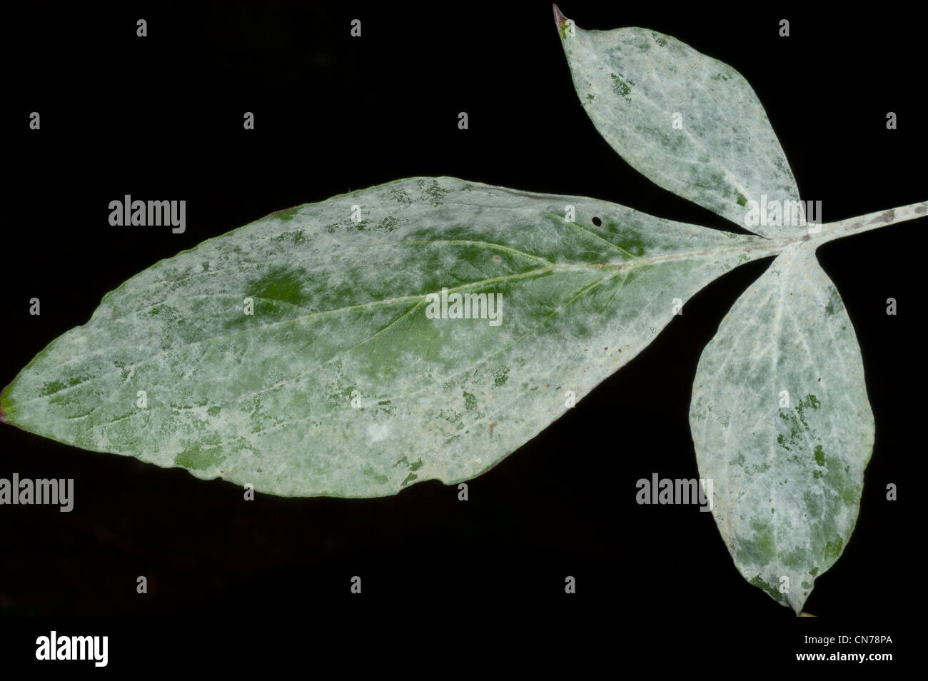 Powdery mildew on peony leaves Stock Photo Alamy