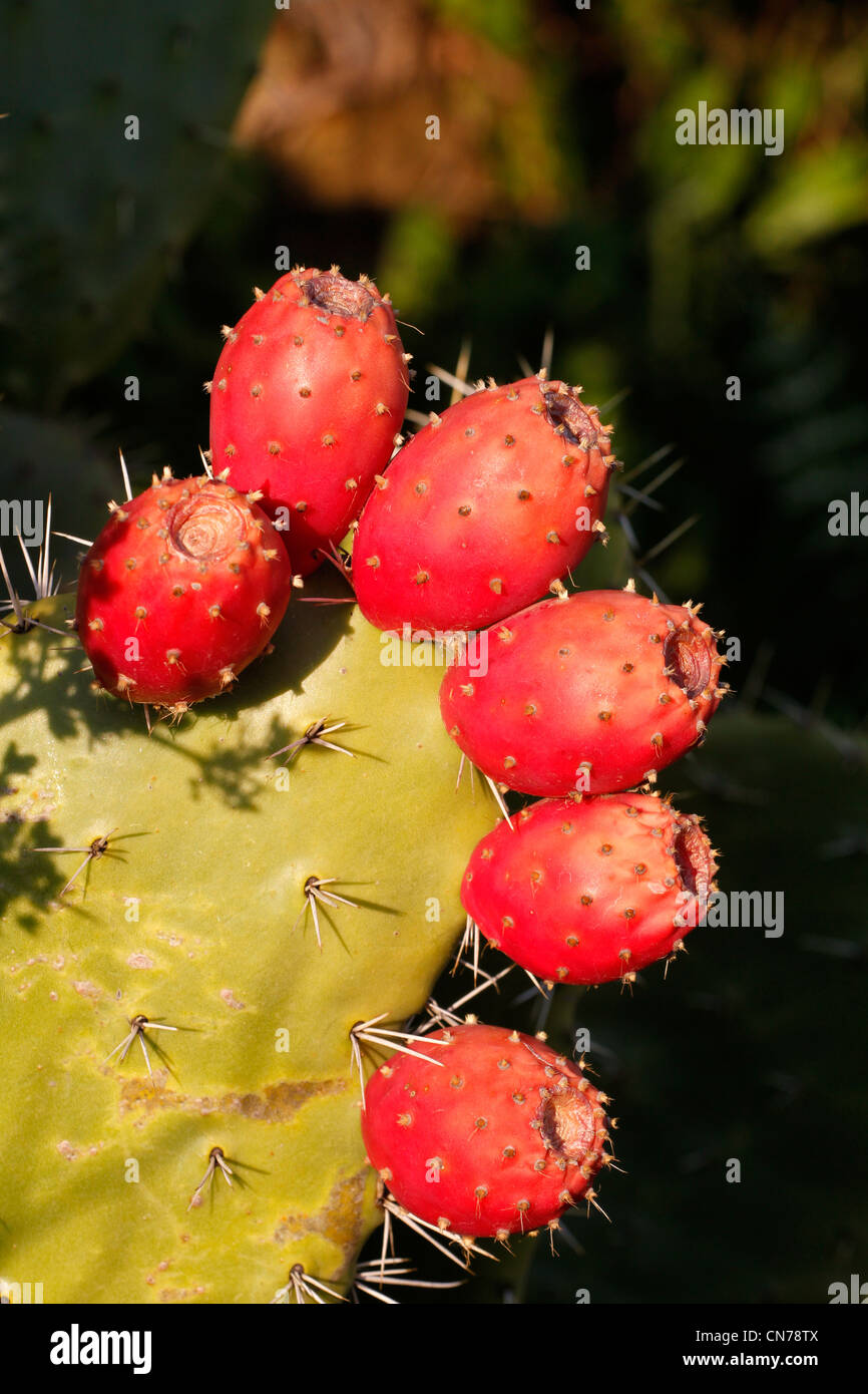 Prickly pear cactus fruit (Indian Fig) Stock Photo