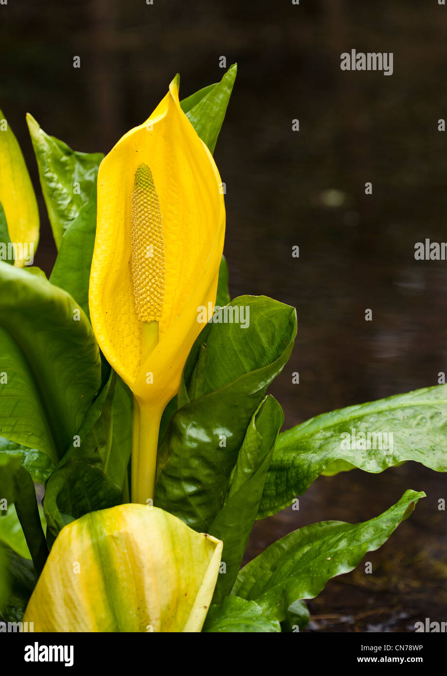 American skunk cabbage hi-res stock photography and images - Alamy