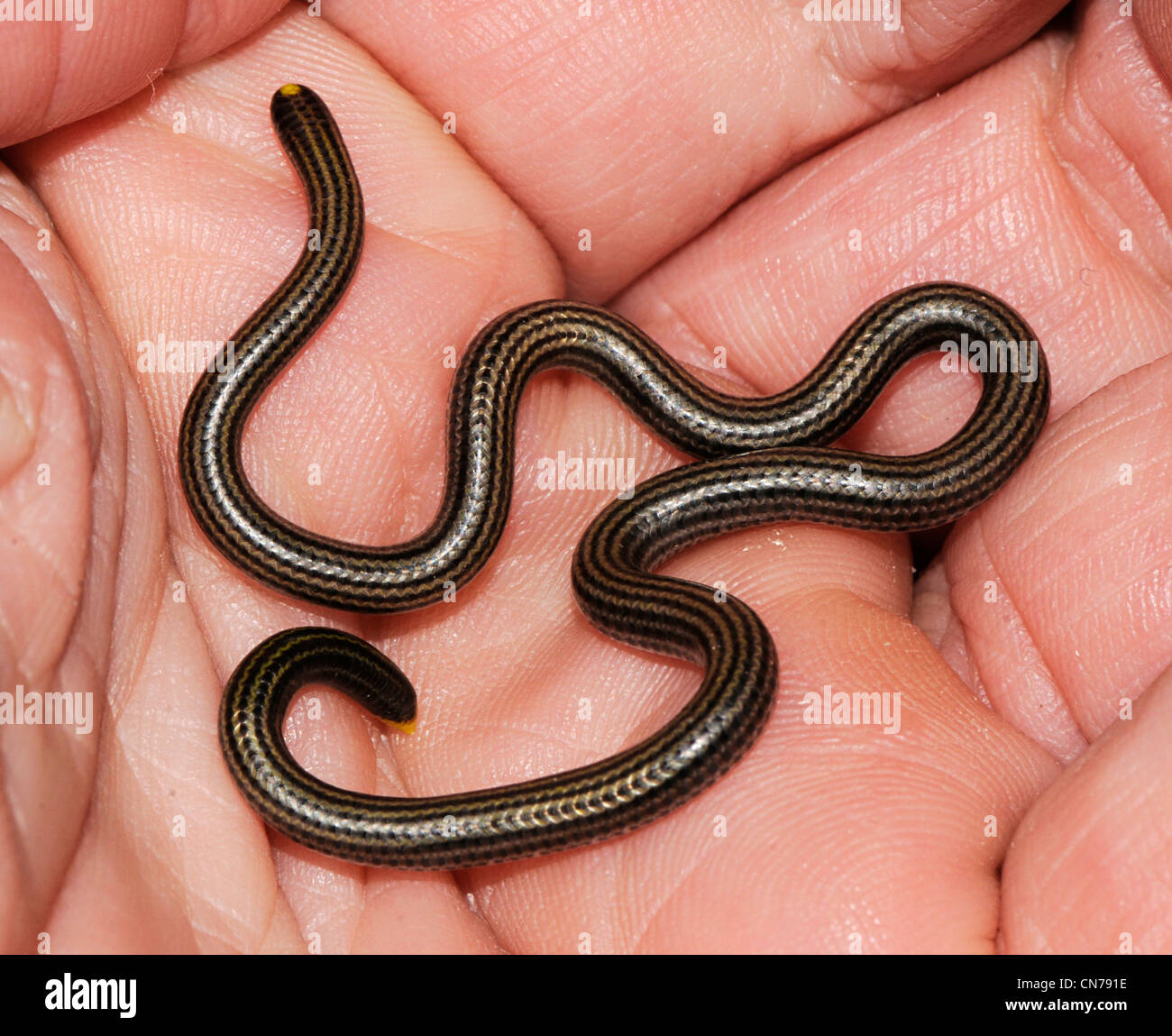 Leptotyphlops goudotii, or the black blind snake Stock Photo