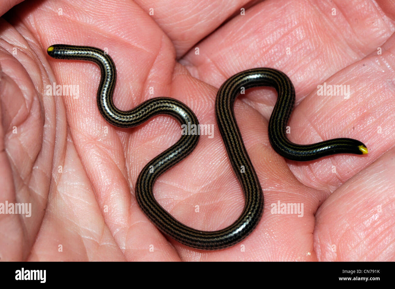 Leptotyphlops goudotii, or the black blind snake Stock Photo