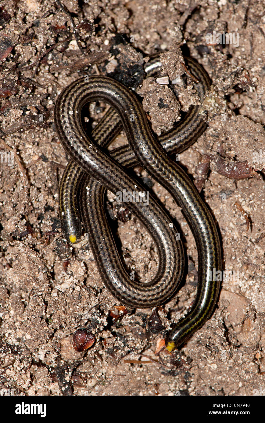 Leptotyphlops goudotii, or the black blind snake Stock Photo