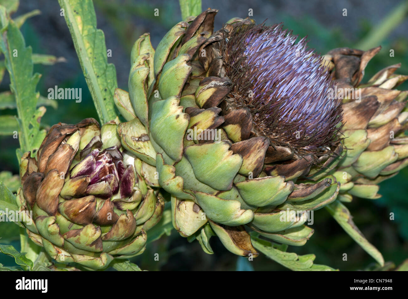 globe artichoke, Cynara cardunculus, is a perennial edible thistle Stock Photo Alamy