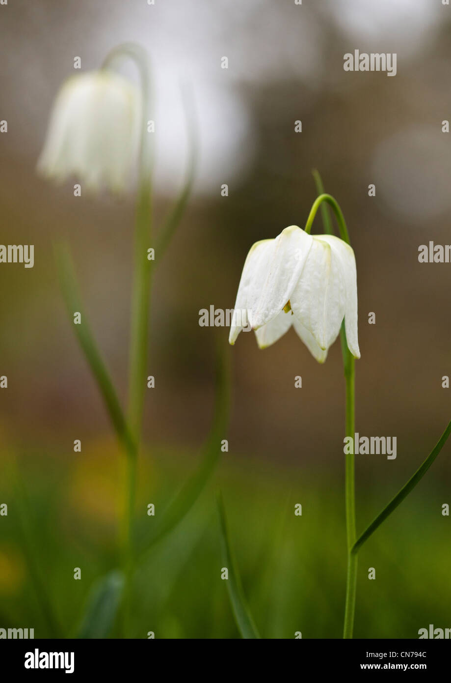 White snake's head fritillary in Hergest Gardens Shropshire Stock Photo