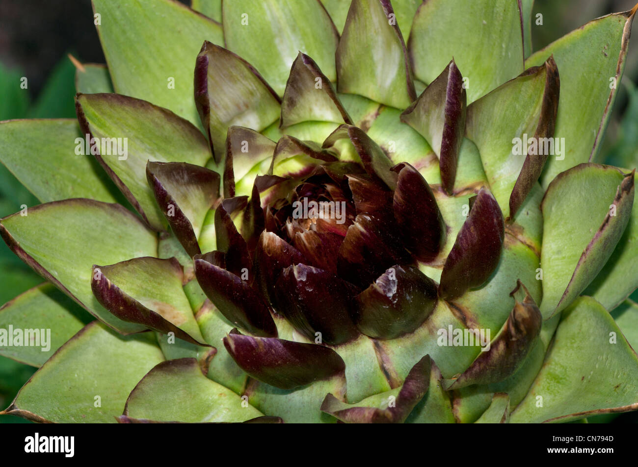 globe artichoke, Cynara cardunculus,  is a perennial edible thistle Stock Photo