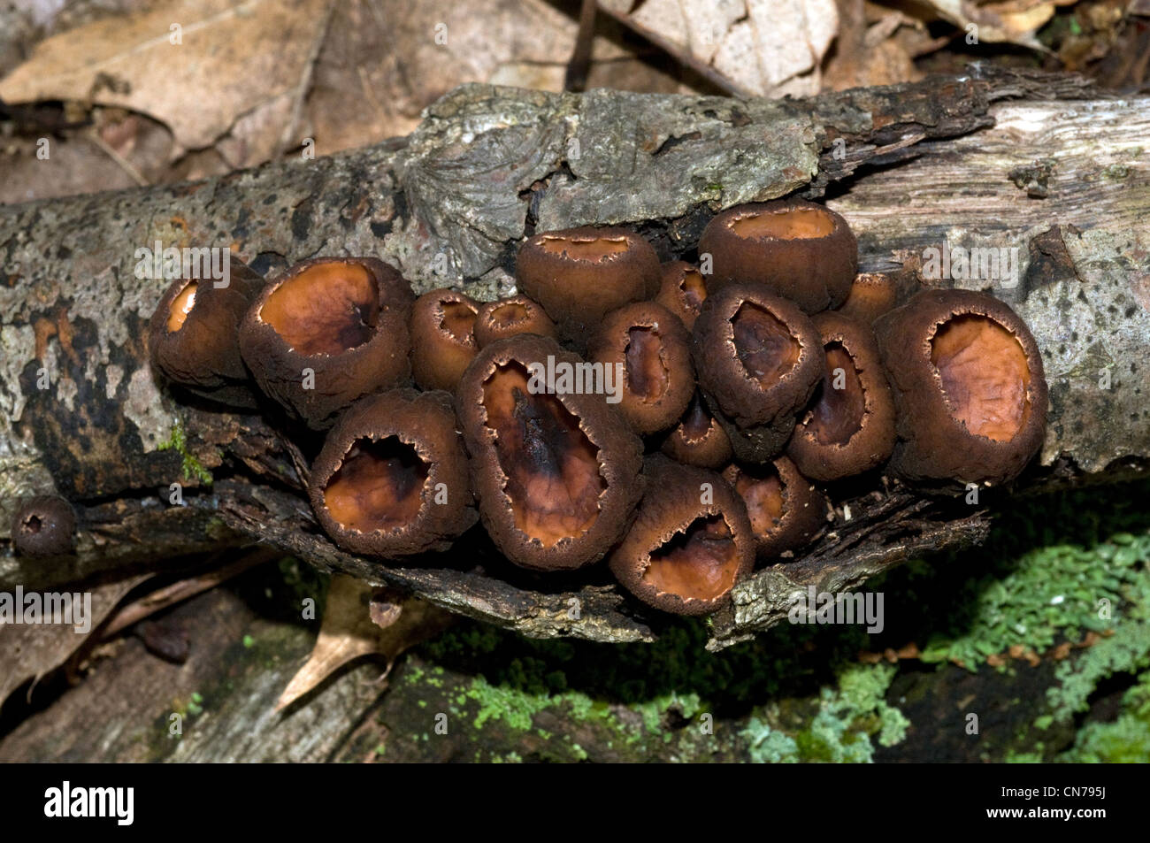 cup fungi Stock Photo