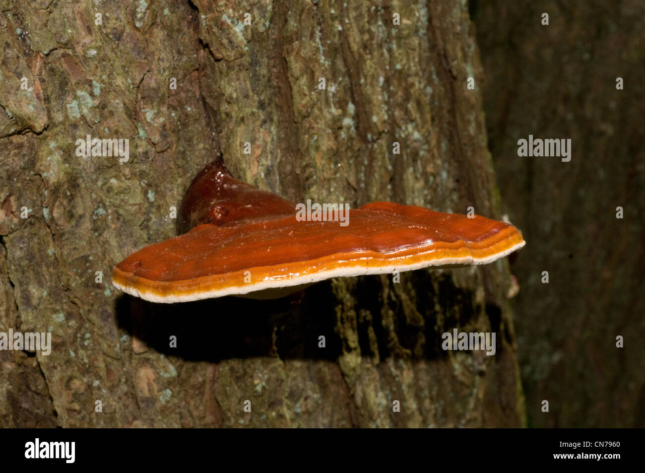 Hemlock varnish shelf mushroom hires stock photography and images Alamy