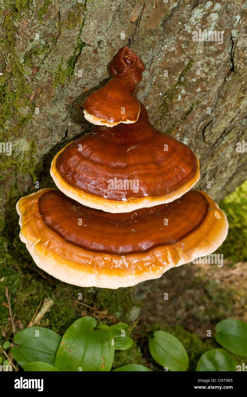 Hemlock varnish shelf polypore mushroom, Ganoderma tsugae Stock Photo