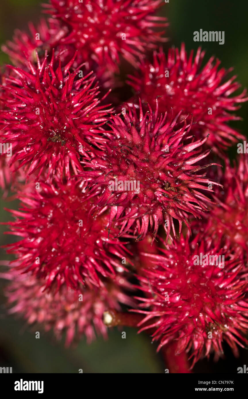 young castor bean seed pods Stock Photo