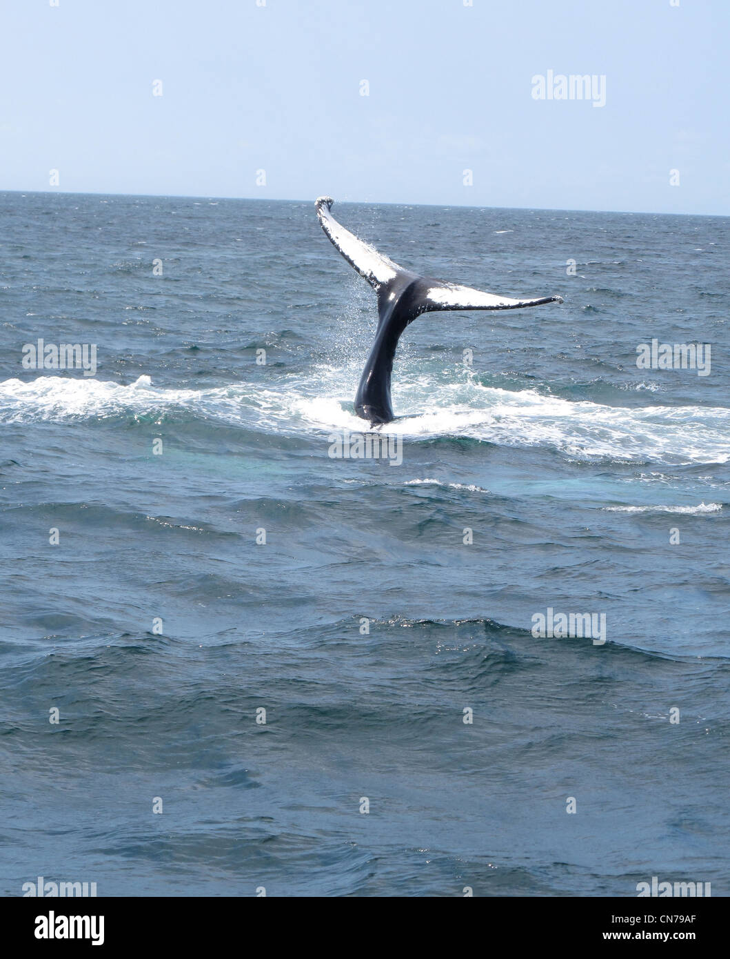 Whale tail in ocean Stock Photo - Alamy