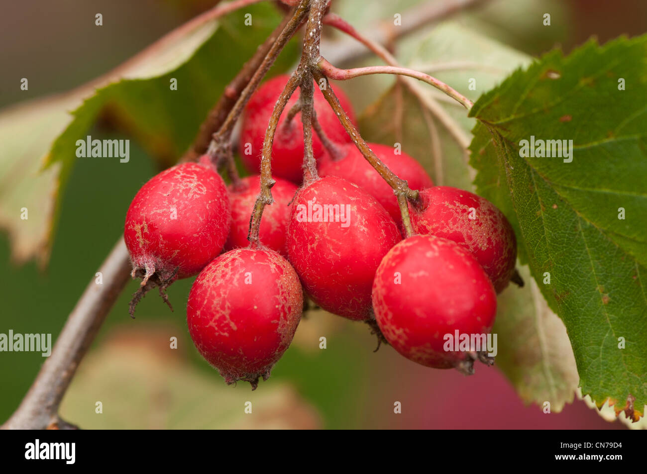 Hawthorn berries, Crataegus sp Stock Photo Alamy
