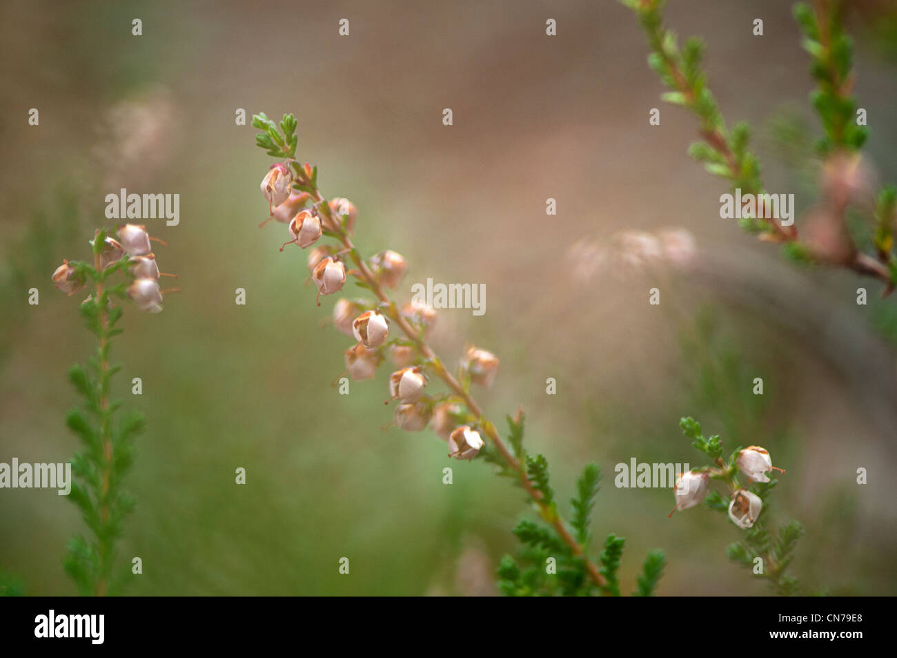 Heather, Calluna vulgaris.  Heather family, Ericaceae. Stock Photo