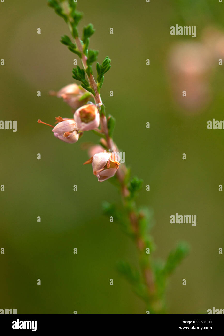Heather, Calluna vulgaris.  Heather family, Ericaceae. Stock Photo