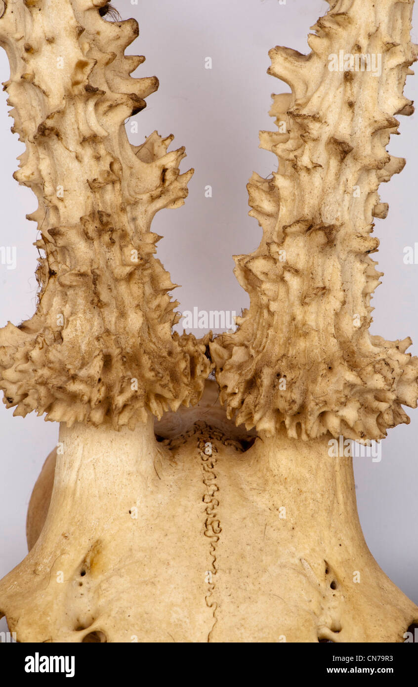 Male roe hi-res stock photography and images - Alamy