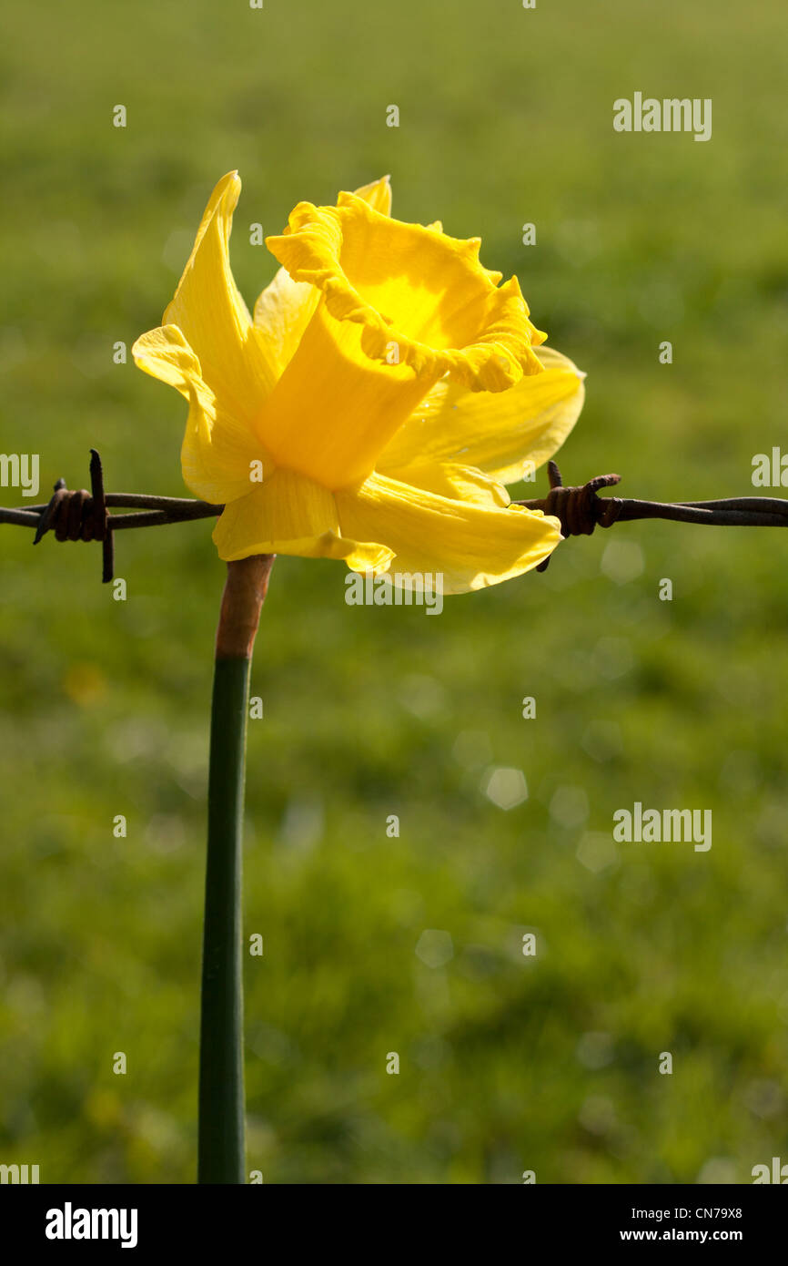 Flower with barbed wire as a symbol or metaphor for life and death, good and bad etc. Countryside background, in portrait. Stock Photo