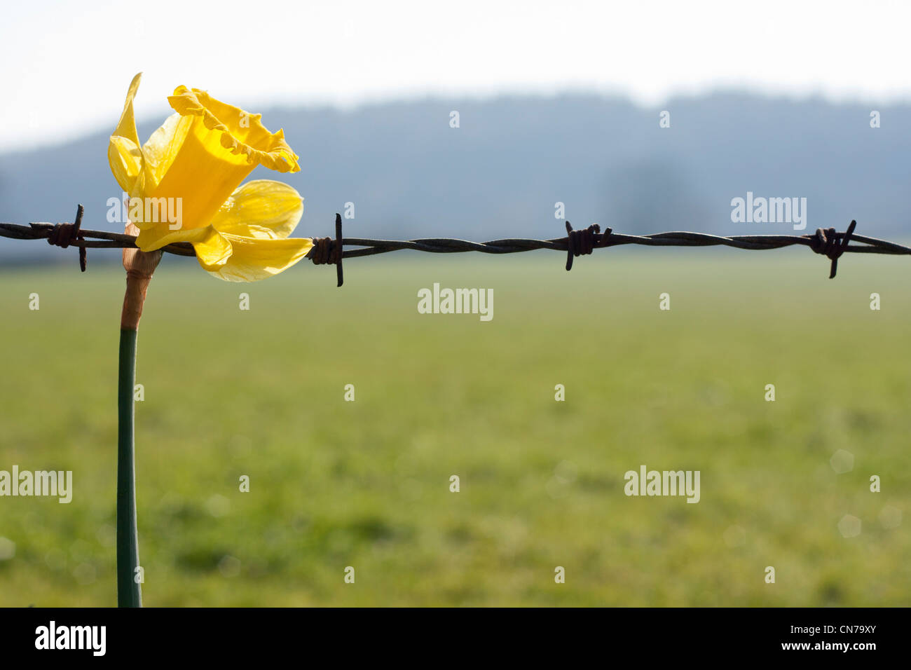 Flower with barbed wire as a symbol or metaphor for life and death, good and bad etc. Countryside background, in Landscape. Stock Photo