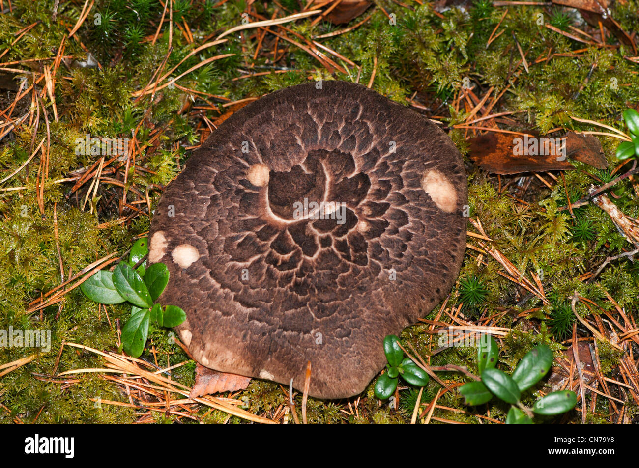 Sarcodon imbricatus, commonly known as the shingled hedgehog or scaly hedgehog Stock Photo