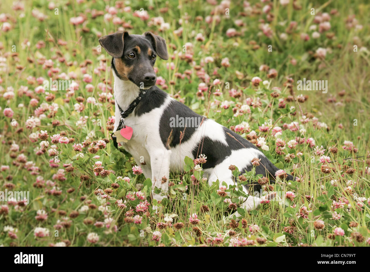 Dogs playing on a grassy meadow at Copper Mountain Ski Resort. Stock Photo