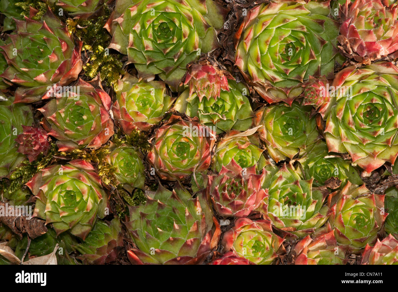 Sempervivum tectorum Stock Photo