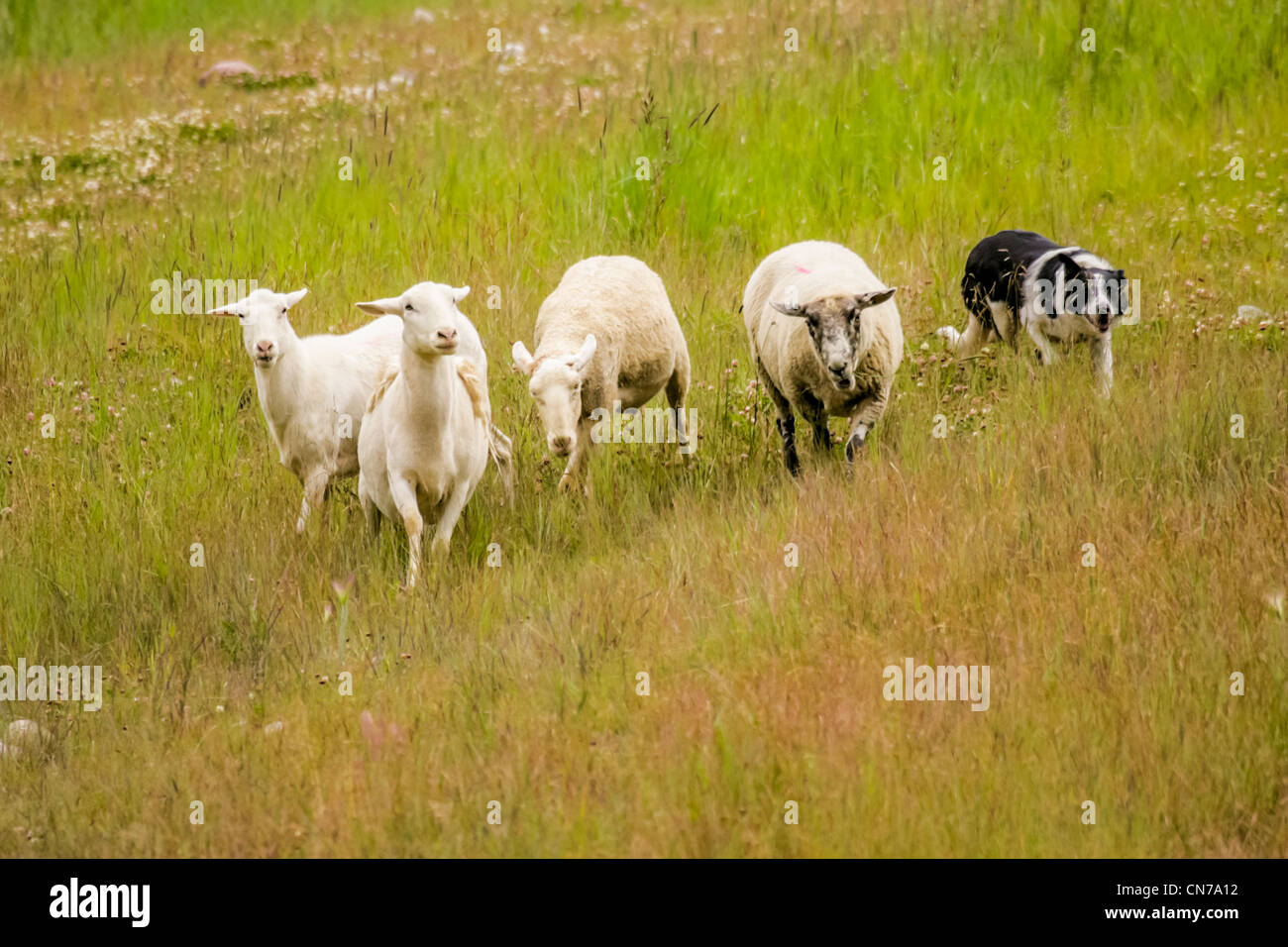 Border Collie herds sheep on the slopes of Copper Mountain Ski Resort. Stock Photo