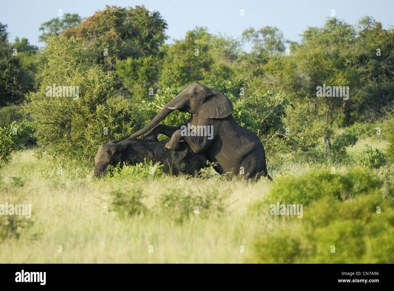Elephants mating Stock Photo Alamy