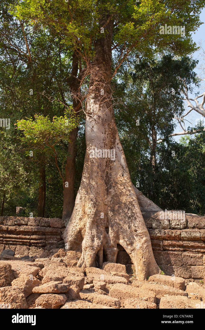 Ta Prohm Khmer temple wall detail with very mature overgrown rainforest trees spilling over the stonework Stock Photo