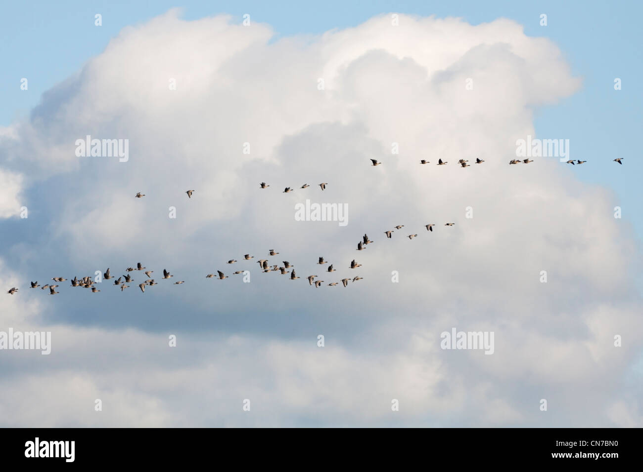 Migrating Geese Stock Photo