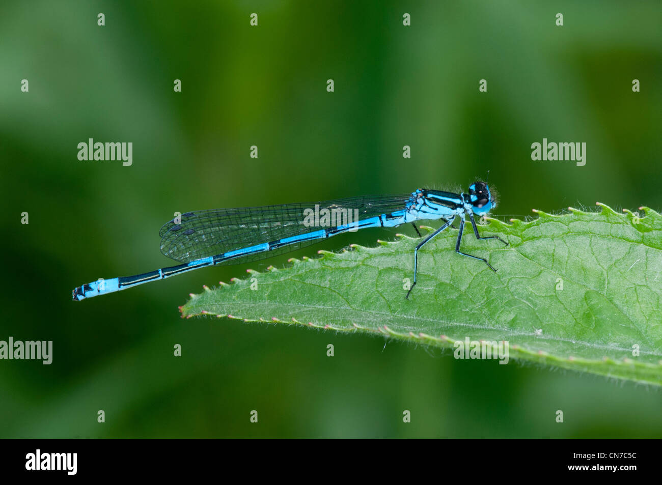 common blue damselfly resting on a leaf Stock Photo - Alamy
