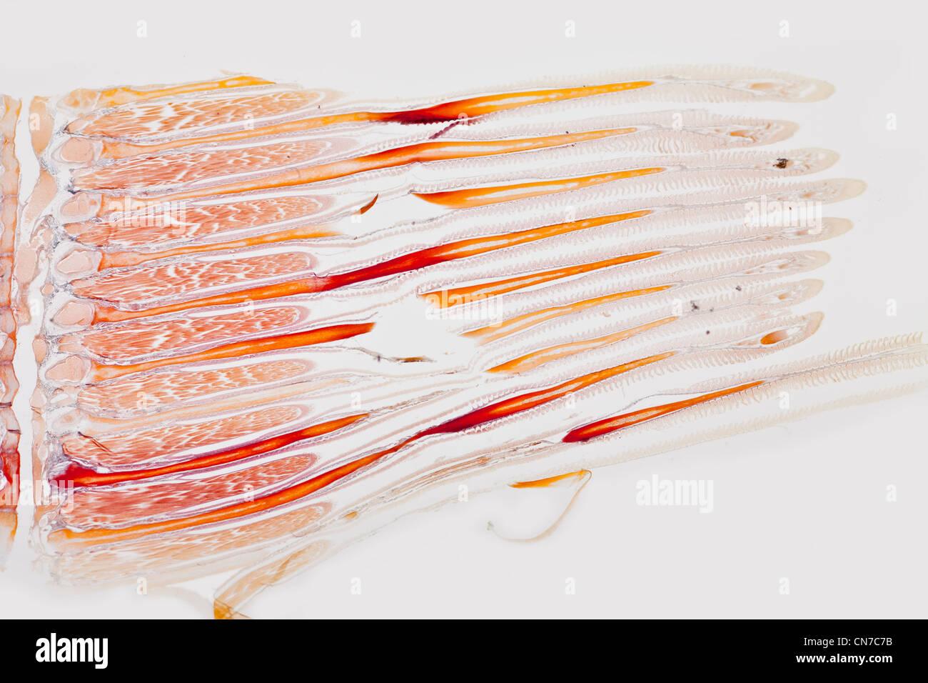 Gill section from a Pike fish (Esox sp.) brightfield photomicrograph Stock Photo