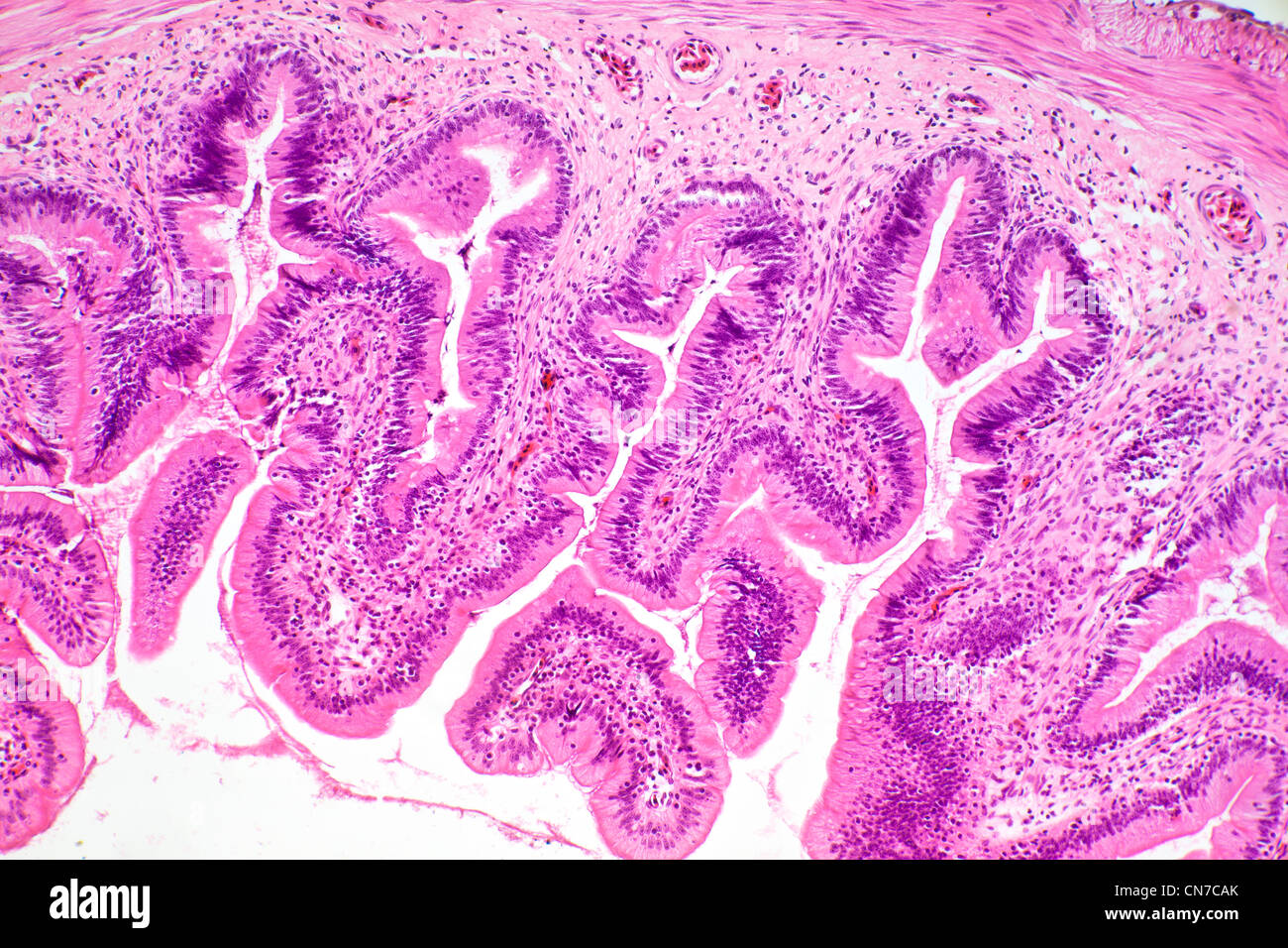 Brightfield photomicrograph, stained section of frog stomach showing villi, absorption organ Stock Photo