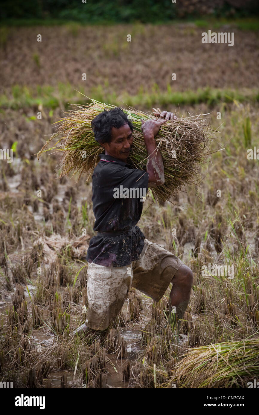 Local People Working In Rice Fields, Rantepao Toraja Sulawesi Indonesia, Pacific, South Asia Stock Photo