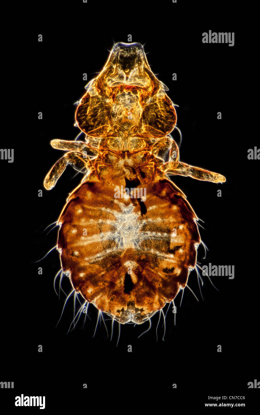 Darkfield photomicrograph of an ectoparasite from an Oyster Catcher bird, Haematopus Stock Photo