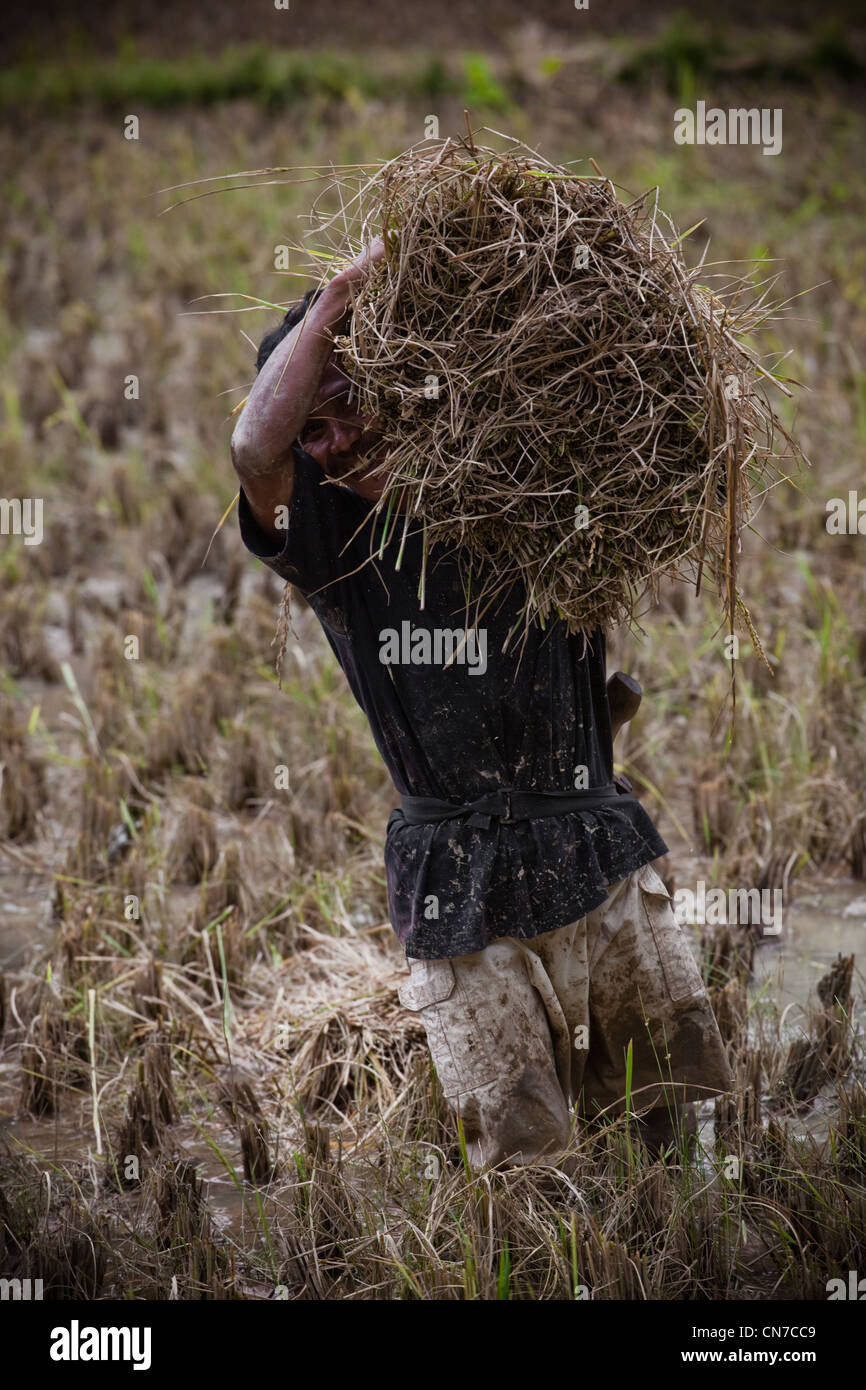 Local People Working In Rice Fields, Rantepao Toraja Sulawesi Indonesia, Pacific, South Asia Stock Photo