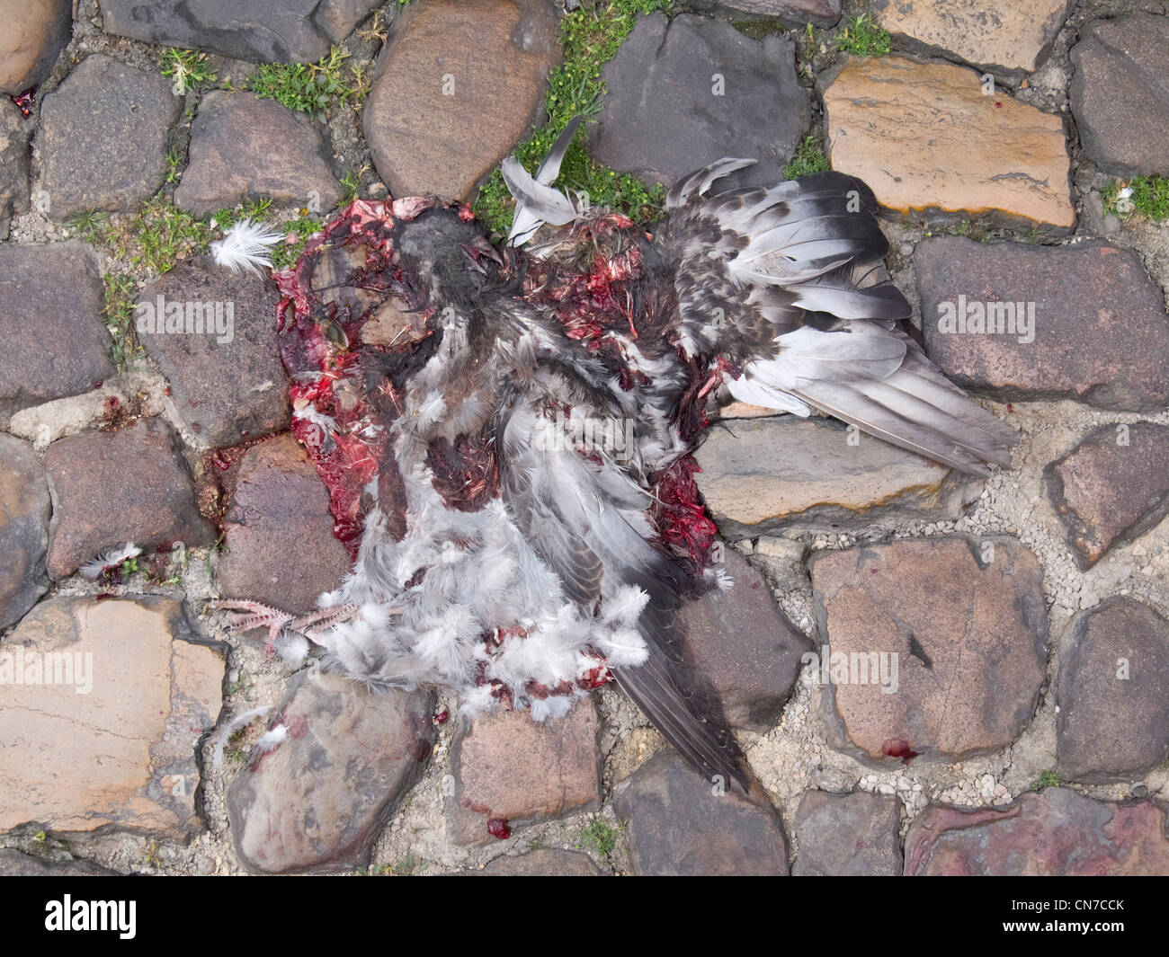 Dead dove roadkill Stock Photo