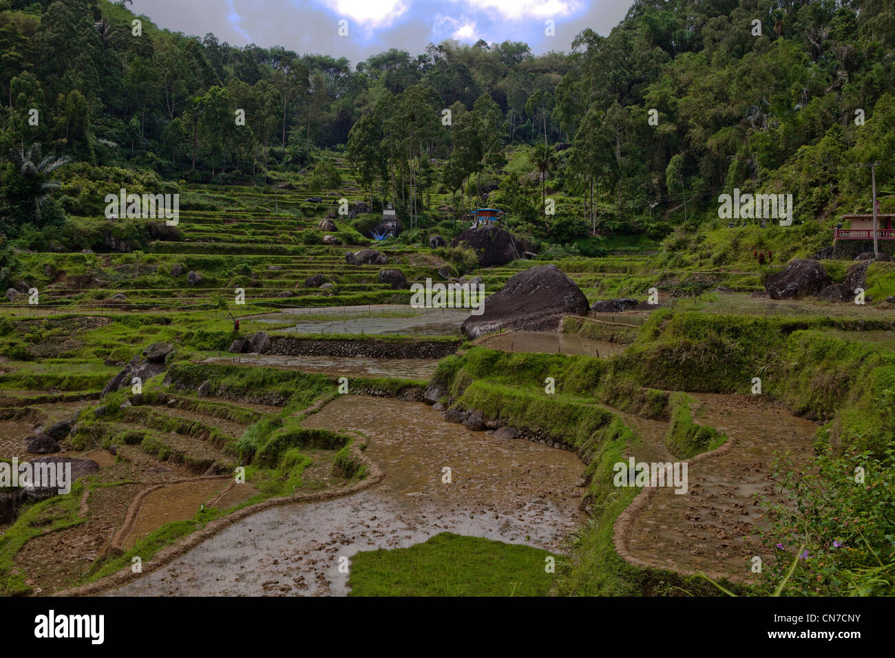 Panorama of terrace fields and villages, Java, Bali, South Pacific ...