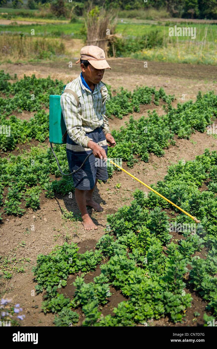 Spraying strawberry crop with pesticide near Pyin Oo Lwin,  Myanmar. Stock Photo