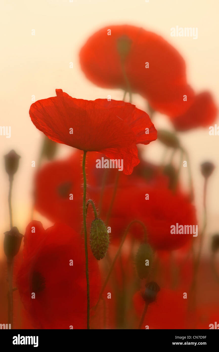 A group of poppies in the early morning light creating a fabulous array ...