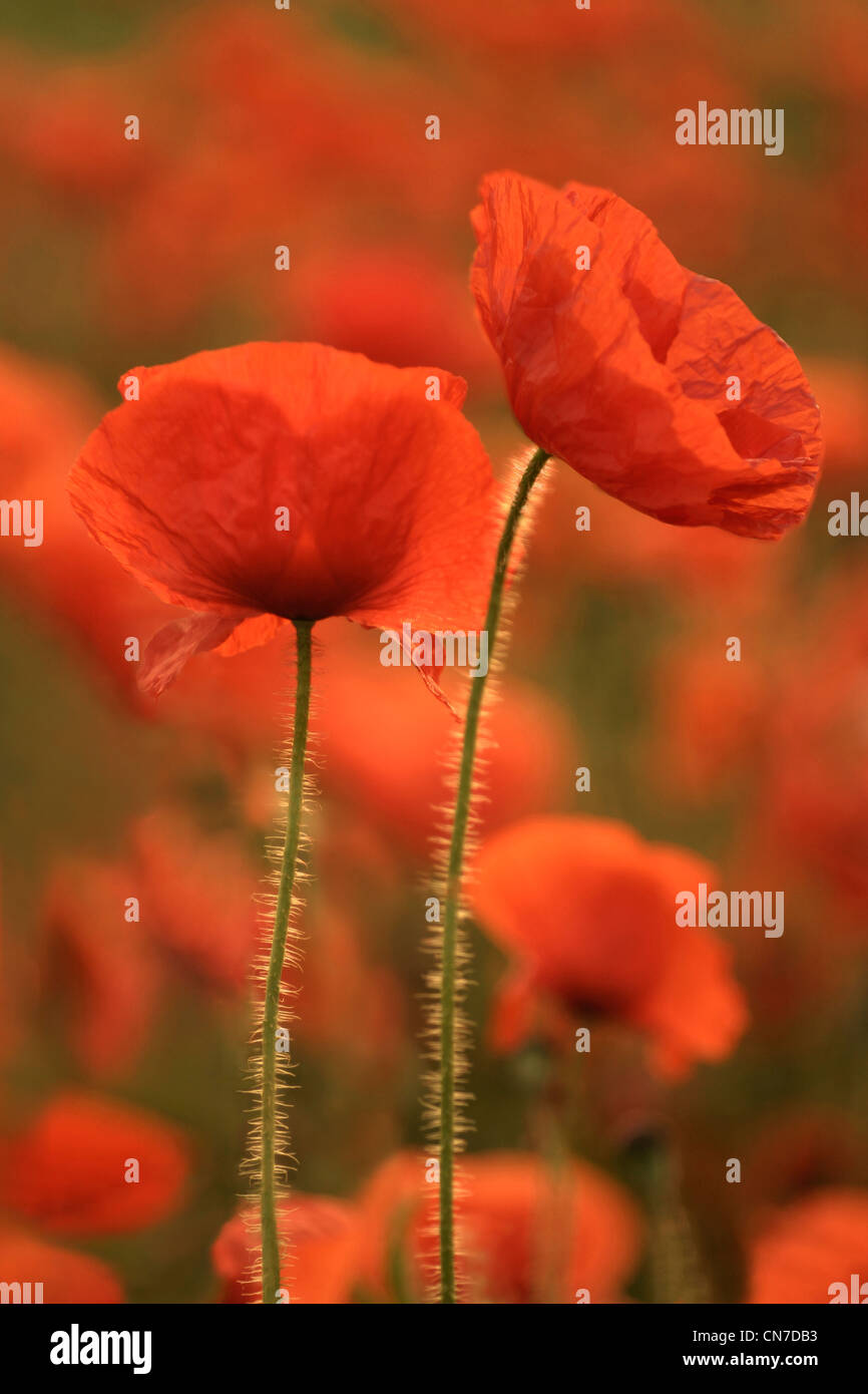 Two beautiful poppies with field of poppy out of focus in the background Stock Photo