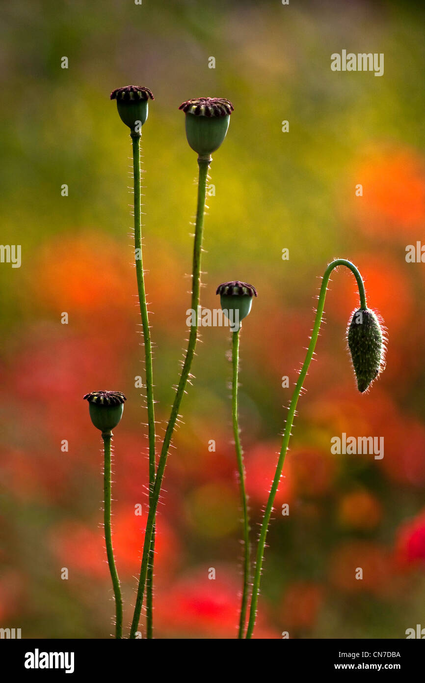 Seed pods and poppy buds with out-of-focus poppy field in the background, Stock Photo