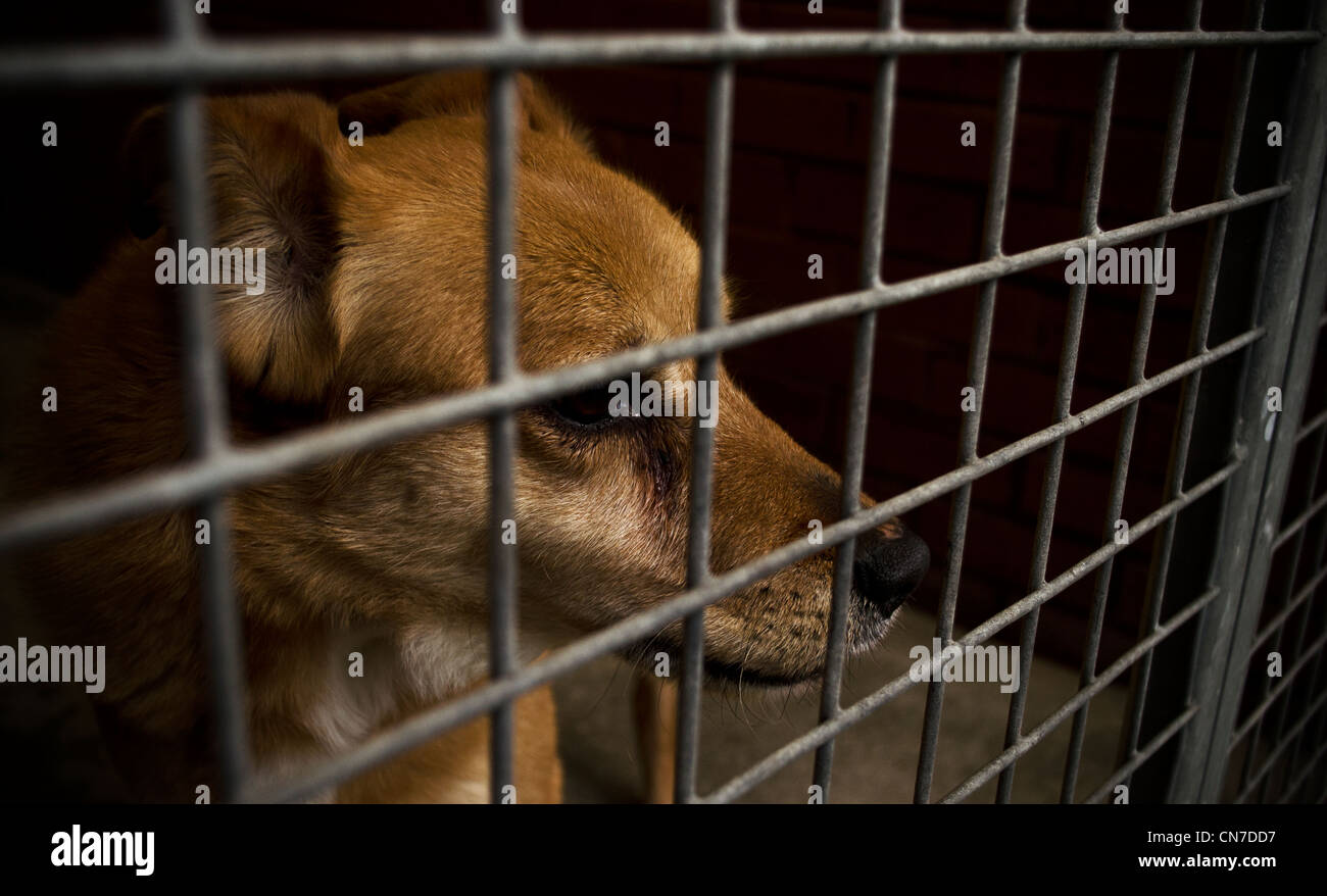 Homeless dog in cage / kennel Stock Photo Alamy