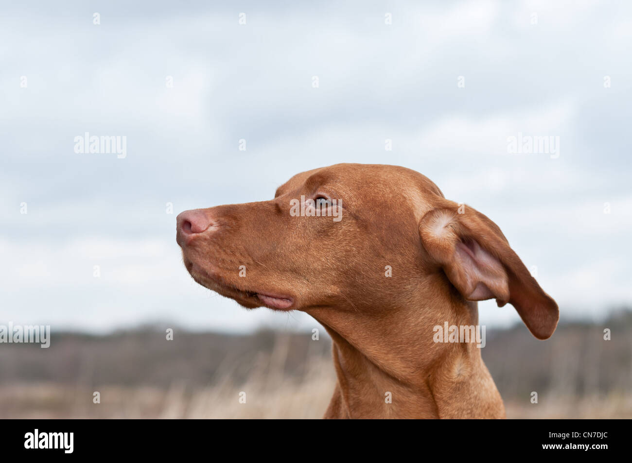 A closeup shot of the head of a Vizsla dog (Hungarian Pointer) in a field. Stock Photo