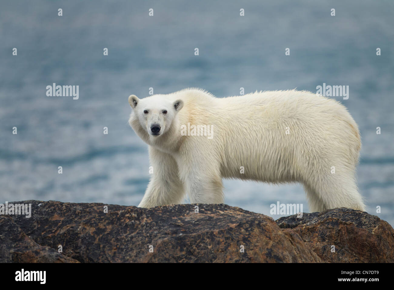 Norway, Svalbard, Spitsbergen Island, Polar Bear (Ursus maritimus) standing on rock cliffs above Fuglefjorden (Bird Fjord)  Stock Photo