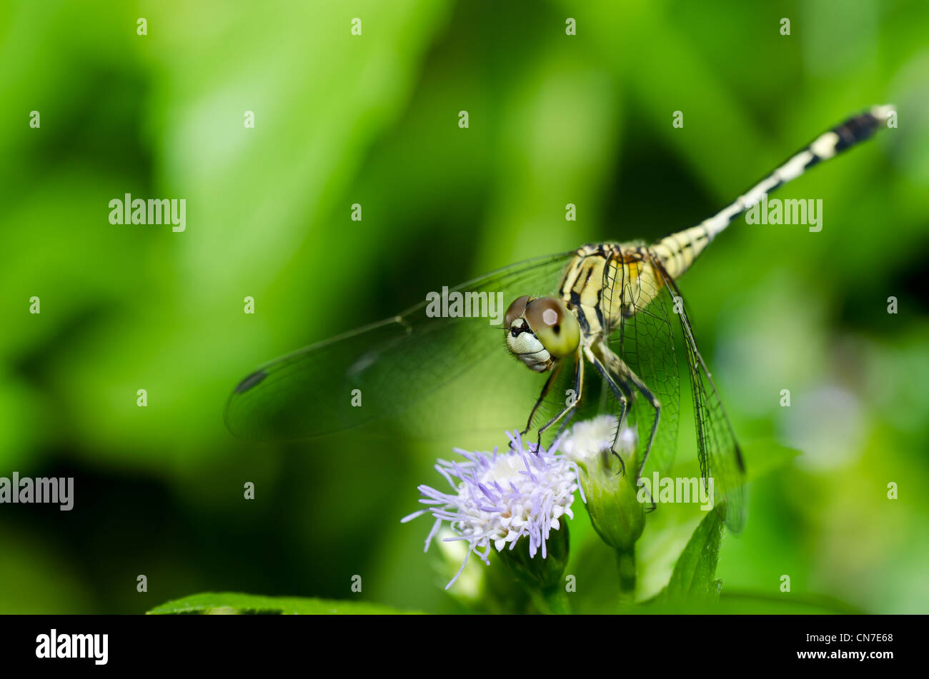 dragonfly in green nature or in the garden Stock Photo - Alamy