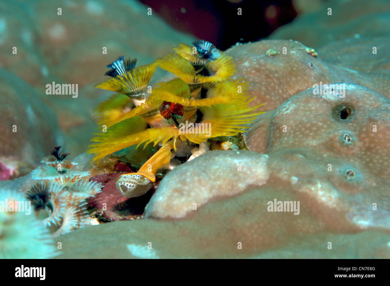 Xmas tree worm hires stock photography and images Alamy