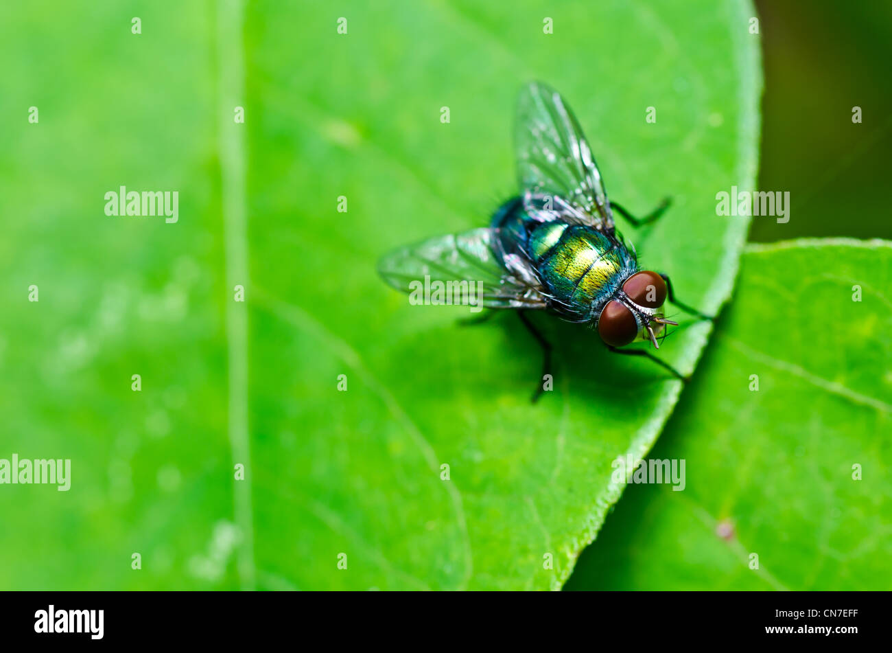 fly in green nature or in the city Stock Photo