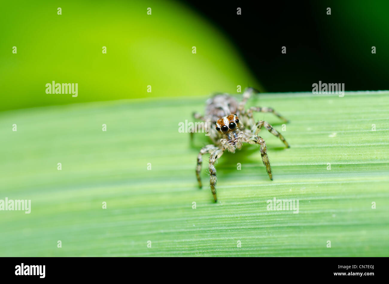 spider in nature or in the garden Stock Photo - Alamy