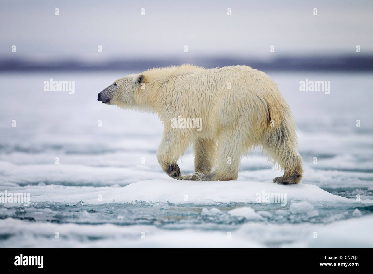 Cold climate species hi-res stock photography and images - Alamy