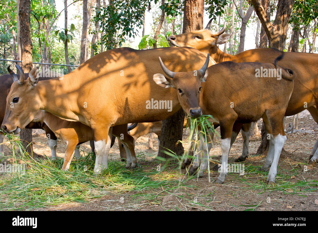 buffalo eating grass, chiang mai,Thailand Stock Photo