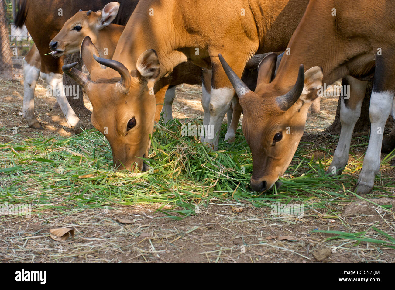 buffalo eating grass, chiang mai,Thailand Stock Photo