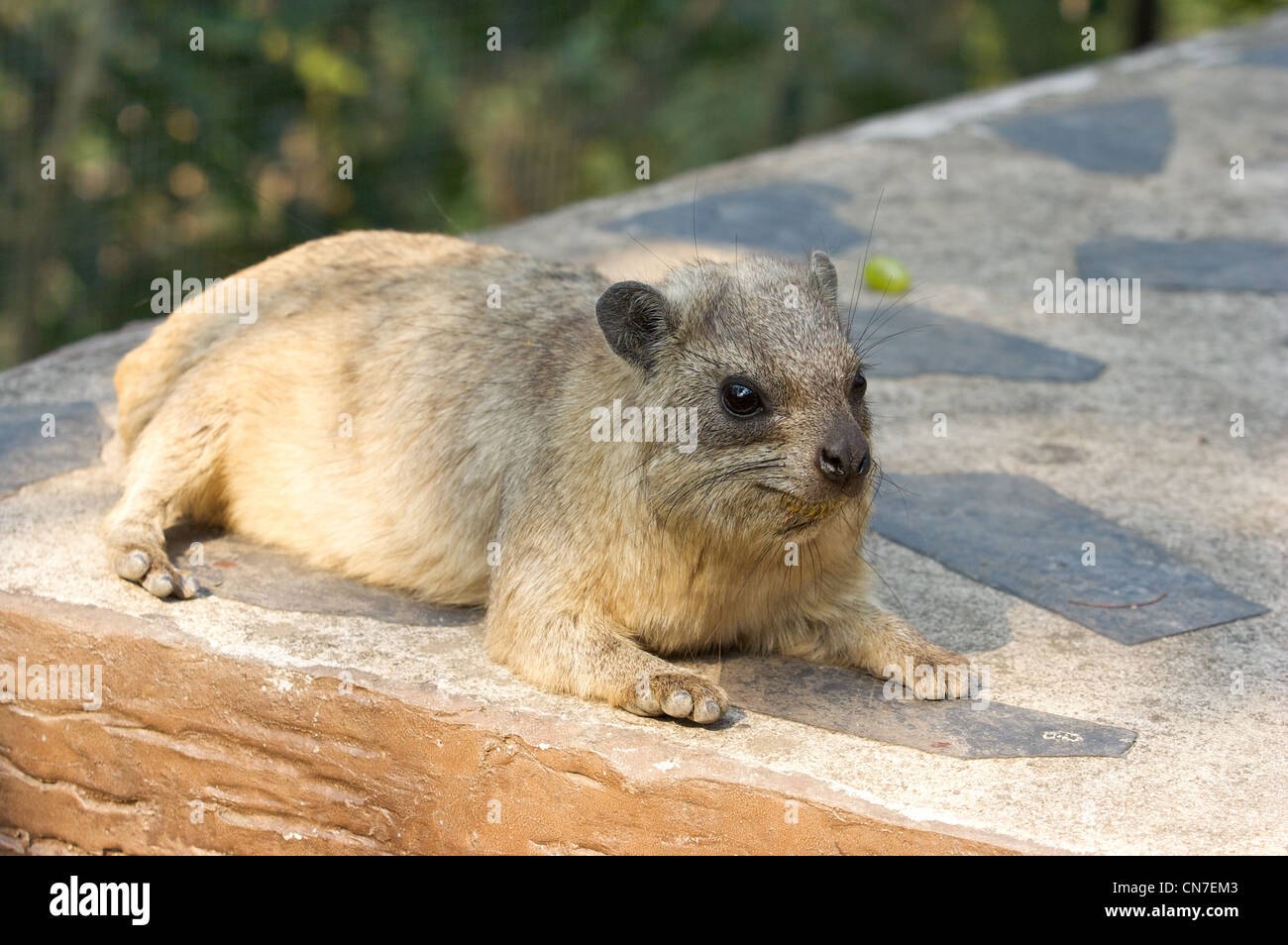 The Rock Hyrax (Procavia capensis), or Cape Hyrax,order Hyracoidea, new comer for Chiang mai zoo,Thailand Stock Photo